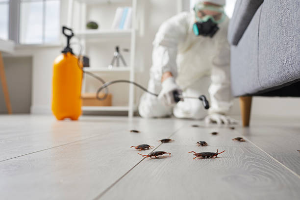 Commercial Rodent Management in Springdale
